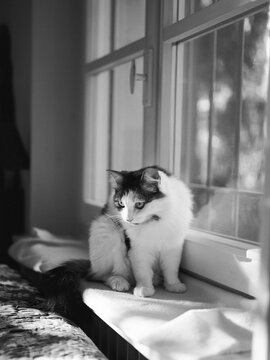 Cat sits on windowsill in black and white