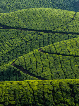 Tea Hills near Munnar