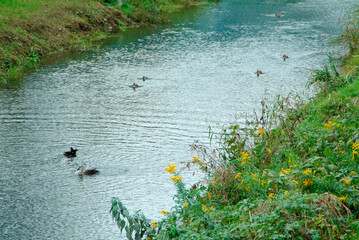 野川（東京都三鷹市、調布市）