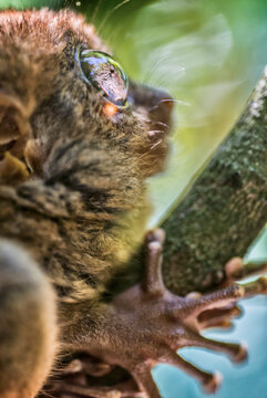Tarsier monkey Bohol