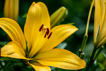 Obraz premium Lilies blooming in Changchun Park, China
