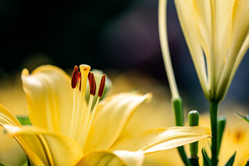 Lilies blooming in Changchun Park, China