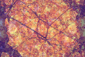 Autumn trees with double exposure effect. Abstract background with oak leaves and branches.
