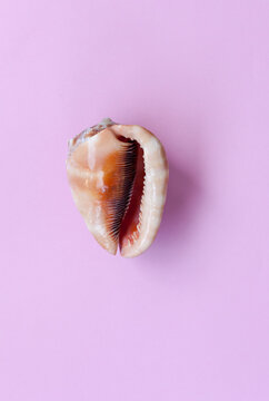 Female phallic Shell
