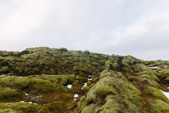 Man Sitting in Iceland Moss