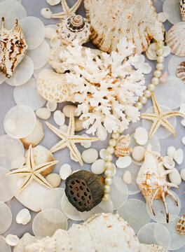 Assortment of sea shells and coral spread on a table