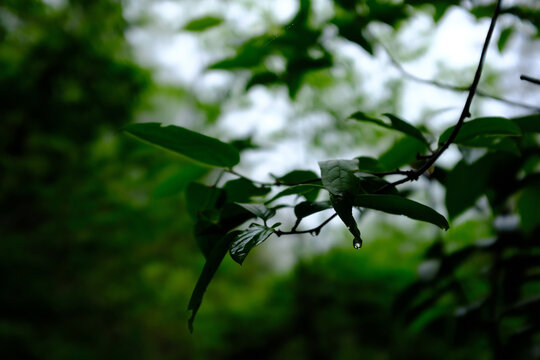 close-up of leaves with dew