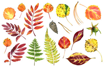 Autumn leaves isolated on a white background. Hand-drawn watercolors. Defoliation.