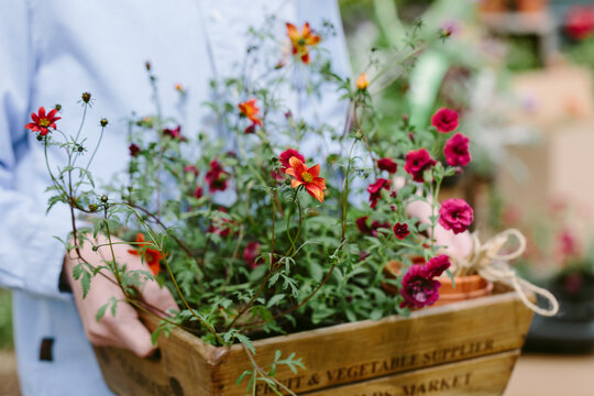 Colourful annual plants in a wooden crate ready for planting