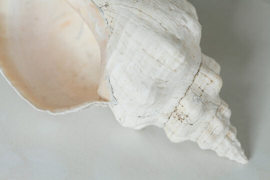Conch shell still life