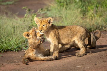 Small lion cubs playing in a road in sunlight in Serengeti in Tanzania