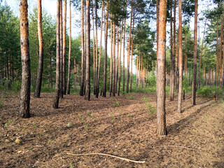 Pine trunks on a sunny summer morning in the forest