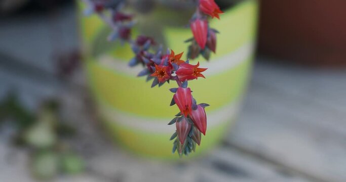 Flowers on a succulent swaying in the wind with a yellow pot in the background 