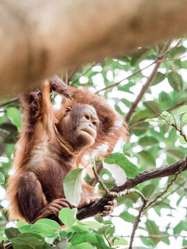 orangutan