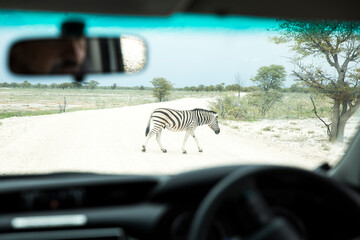 Zebra Crossing