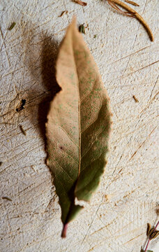 Dried Bay Leaf
