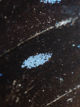 butterfly wing texture