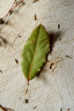 Dried Bay Leaf