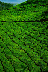 Tea plantation with green fresh leaves in Munar-India