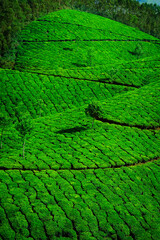 Tea plantation with green fresh leaves in Munar-India