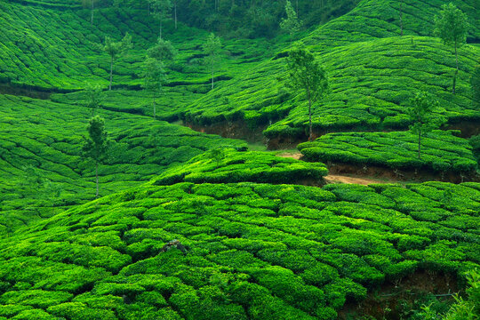 Tea plantation with green fresh leaves in Munar-India