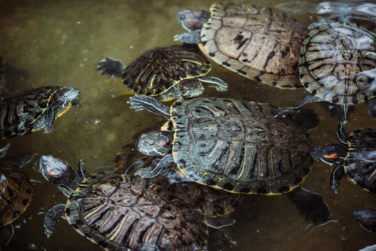 Pond slider