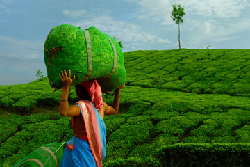 Worker carrying  tea leaves in bag  in Munar tea plantation-India - obrazy, fototapety, plakaty