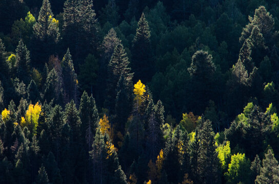 A dark forest at sunset with yellow aspen.