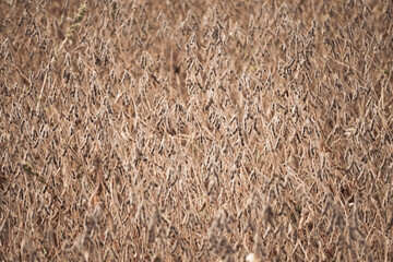 Close up of a soybean field readying for harvest