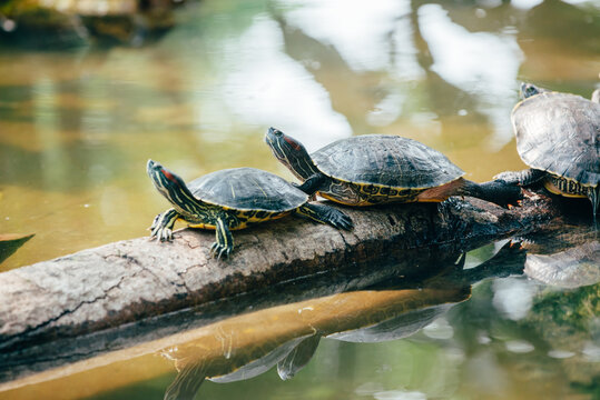 Pond slider