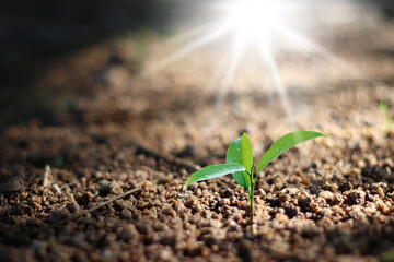 Small green trees growing in the sun Concept to save the world and reduce global warming and nature