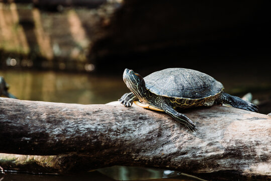 Pond slider