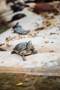 Pond slider
