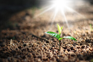 Small green trees growing in the sun Concept to save the world and reduce global warming and nature