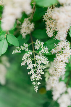 Privet (Ligustrum) flower on the plant close up