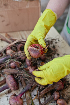 Woman prepare flower seeds before seeding