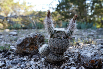 Spiky one of a kind cactus
