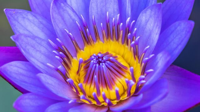 Close up de flor de l&oacute;tus