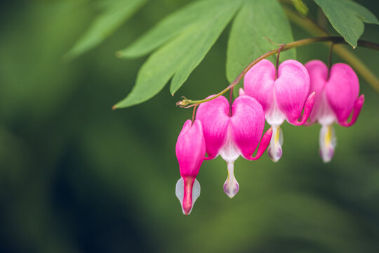 bleeding hearts