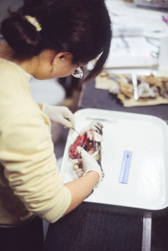 Female scientist dessecting a fish in a laboratory