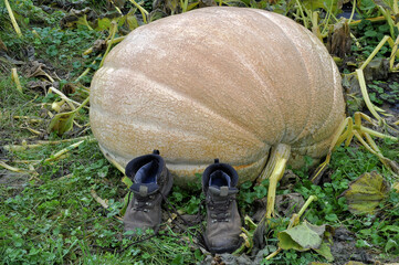 Pair of old worn boots dwarfed by huge pumpkin growing in farmer's field.