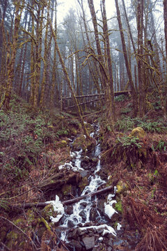 Watersource in the forest
