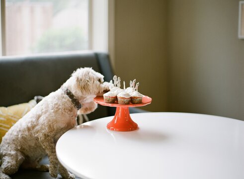 happy birthday to cockapoo