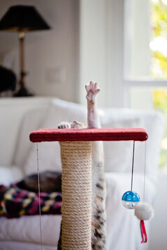 Give me five, I am the champion!