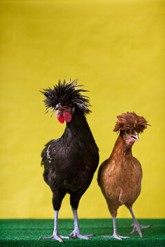 Chicken - Bantam