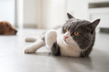 British Shorthair lying on the floor