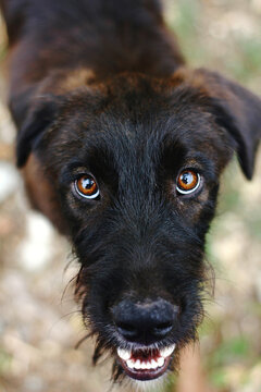 Eye contact: handsome giant Schnauzer dog looks at the camera