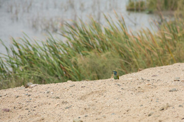 green bee eater