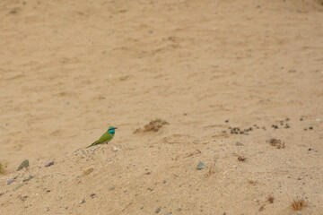 green bee eater