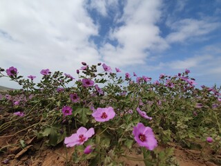 La hermosura de una flor